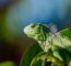Protecting The Iguana In Costa Rica